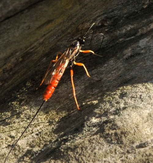 photograph of ichneumon wasp listening for vibrations