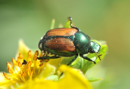 photograph of Japanese ladybird beetle