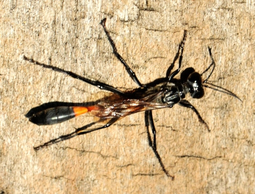 Image of a solitary wasp, the red banded sand wasp