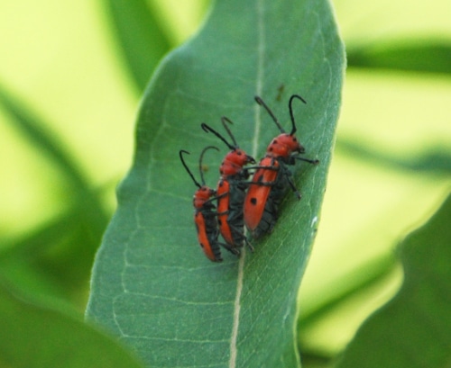 photograph of red milkweed beetles on milkweed leaf