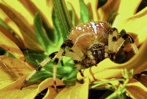 Image of Shamrock orbweaver spider