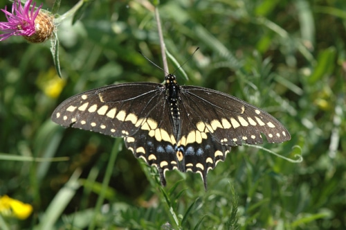 Image of Eastern black swallowtail butterfly