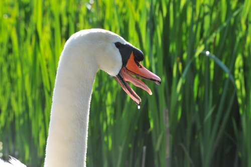 photograph showing the tongue of a mute swan