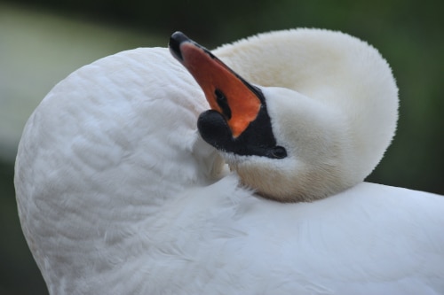 photograph of swan sratching its head, in a playful looking pose