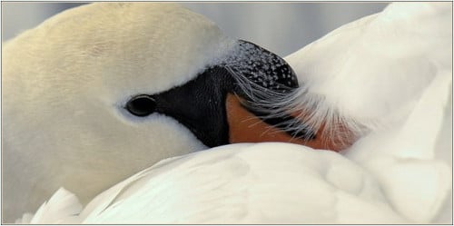 photograph of swan in a snug pose closeup