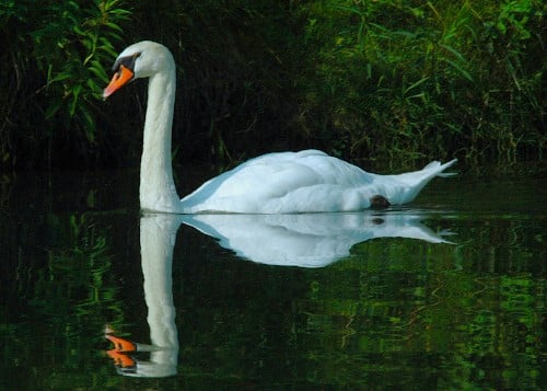 photograph of mute swan on Grenadier Pond,
showing a typical swans, graceful pose