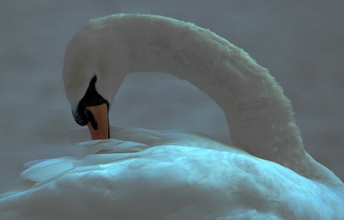 photograph of mute swan preening