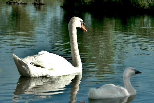 photograph of swan with cygnet on pond