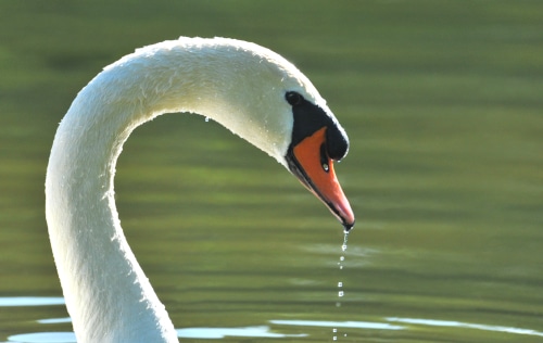 photograph of Penny the mute swan partner to Cobbler.