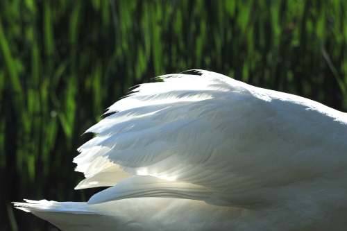 photograph showing swan plumage
