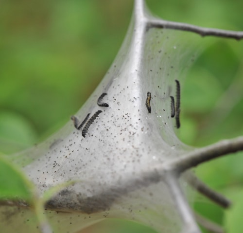 photograph of eastern tent caterpillars and nest