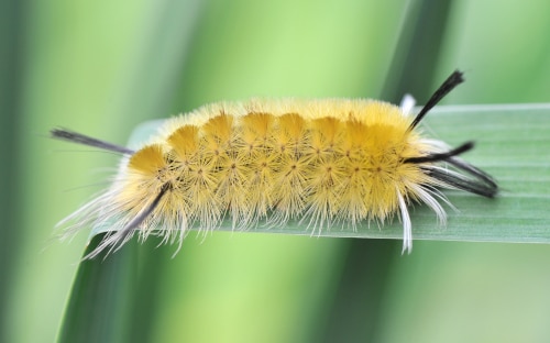 photograph of Tussock caterpillar -a future tiger moth