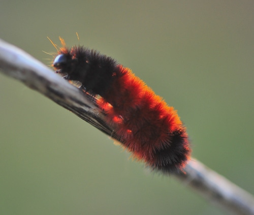 photograph of wooly bear caterpillar